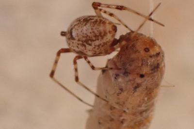 <i>Parasteatoda tepidariorum</i>