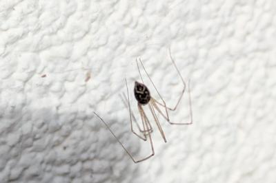 <i>Holocnemus pluchei</i>