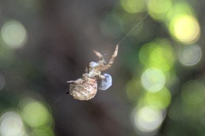 <i>Hyptiotes paradoxus</i>