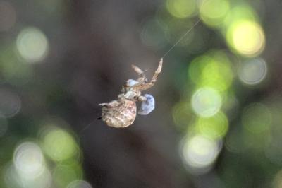 <i>Hyptiotes paradoxus</i>