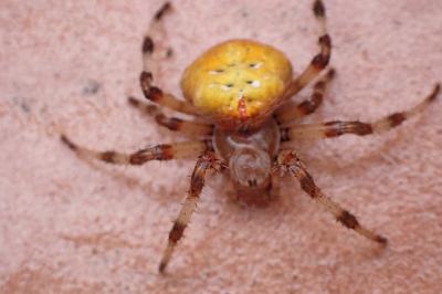 <i>Araneus quadratus</i>