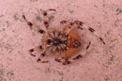 <i>Araneus quadratus</i>