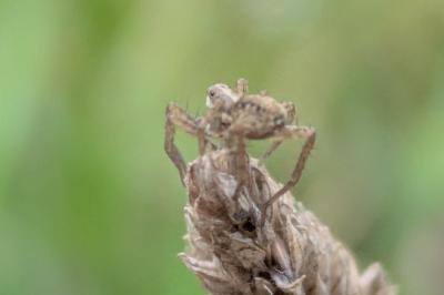 <i>Xysticus</i>