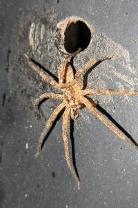 <i>Zoropsis spinimana</i>