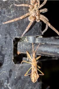 <i>Zoropsis spinimana</i>