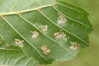 <i>Acalitus brevitarsus</i>