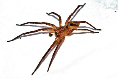 <i>Zoropsis spinimana</i>