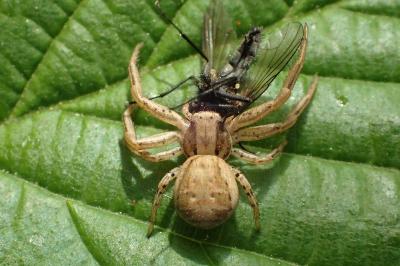 <i>Xysticus</i>