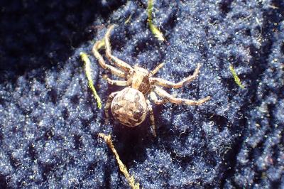 <i>Xysticus</i>