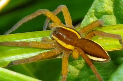 <i>Dolomedes</i>