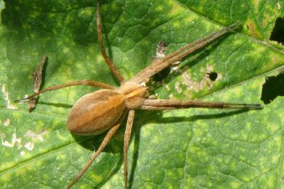 <i>Pisaura mirabilis</i>