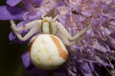 <i>Misumena vatia</i>