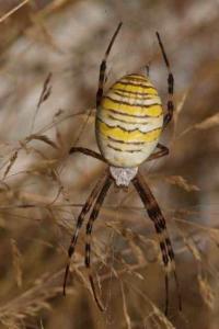 <i>Argiope bruennichi</i>