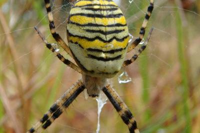 <i>Argiope bruennichi</i>