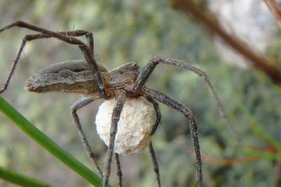 <i>Pisaura mirabilis</i>