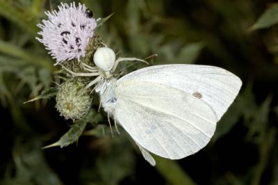 <i>Misumena vatia</i>