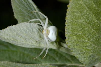 <i>Misumena vatia</i>