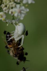 <i>Misumena vatia</i>
