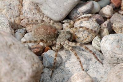 <i>Arctosa</i>