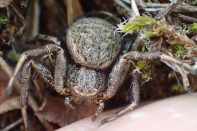 <i>Xysticus</i>