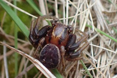 <i>Xysticus</i>