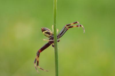 <i>Misumena vatia</i>