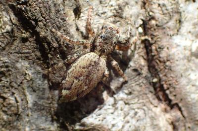 <i>Marpissa muscosa</i>