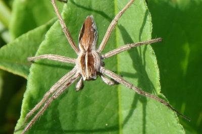 <i>Pisaura mirabilis</i>