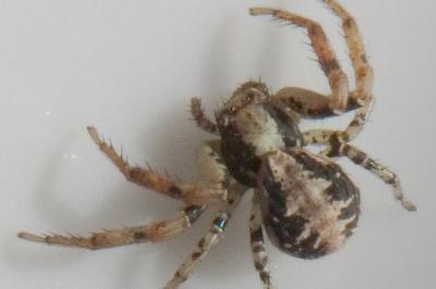 <i>Xysticus</i>