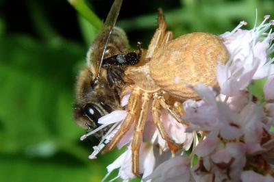 <i>Xysticus</i>