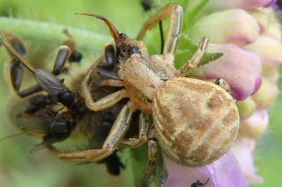 <i>Xysticus</i>