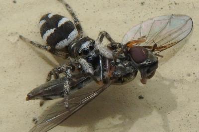 <i>Salticus scenicus</i>