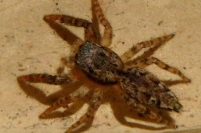 <i>Marpissa muscosa</i>