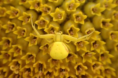 <i>Misumena vatia</i>