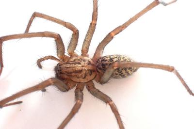 <i>Eratigena</i>