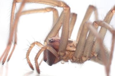 <i>Eratigena</i>