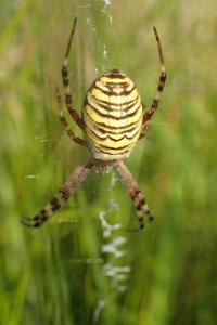 <i>Argiope bruennichi</i>