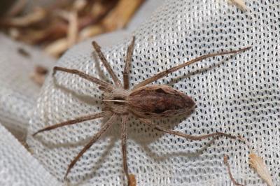<i>Pisaura mirabilis</i>