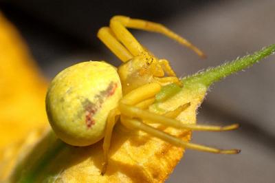 <i>Misumena vatia</i>