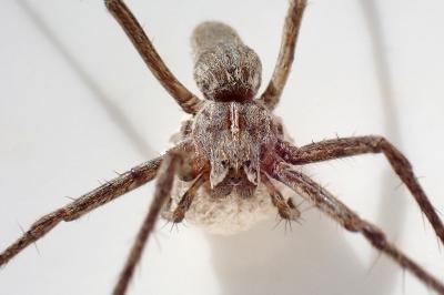<i>Pisaura mirabilis</i>