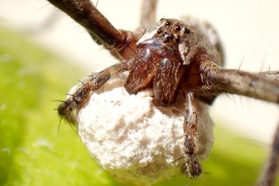 <i>Pisaura mirabilis</i>