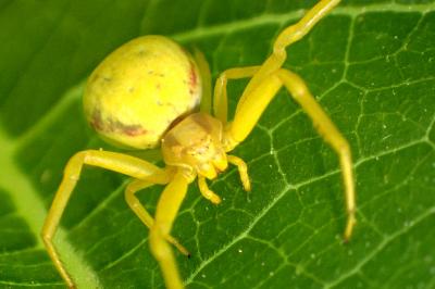 <i>Misumena vatia</i>