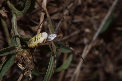 Argiope bruennichi