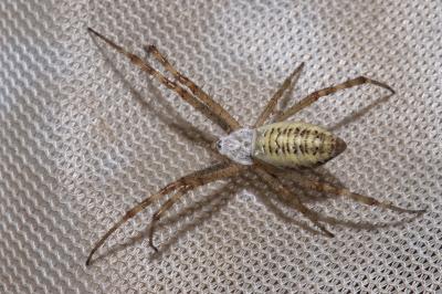 <i>Argiope bruennichi</i>
