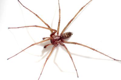 <i>Eratigena</i>