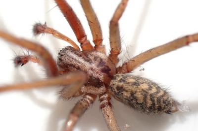 <i>Eratigena</i>