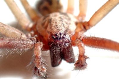 <i>Eratigena</i>