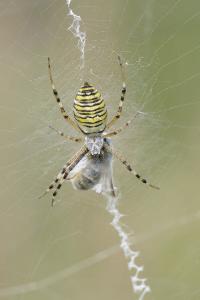 <i>Argiope bruennichi</i>