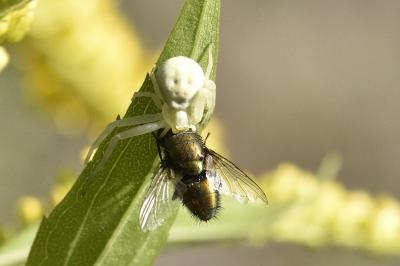 <i>Misumena vatia</i>