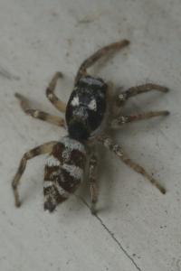 <i>Salticus scenicus</i>